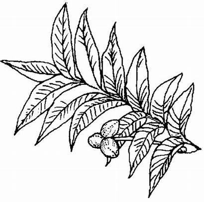 Pecan Tree Texas Coloring Pages Symbols Clipart