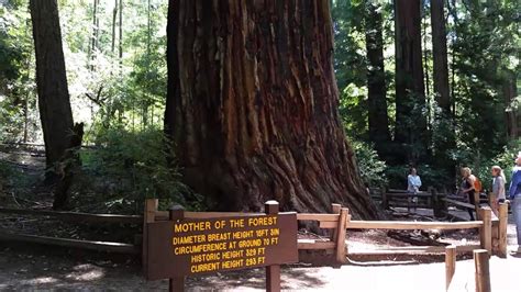 Mother Of The Forest The Largest Redwood Tree In Big Basin Redwoods