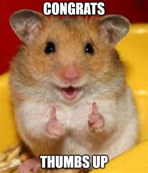 40 Congratulations Memes To Give Them A Thumbs Up Animals And Pets
