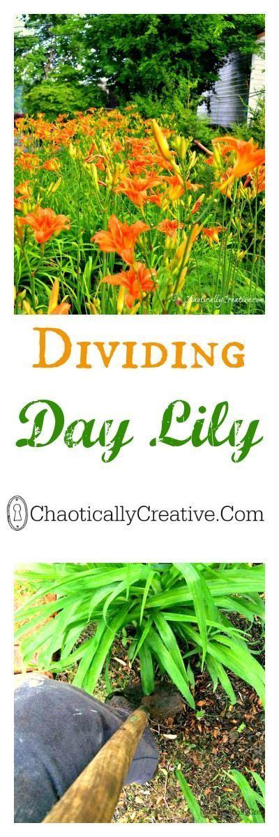 If you want some large, bold foliage in a border during the summer, canna lilies take some beating. Dividing Day Lily - Chaotically Creative | Day lilies ...