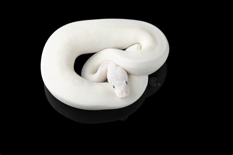 White Snake Ball Royal Python Isolated On Black Background Stock Image