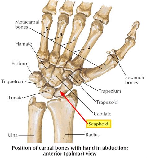Diagram Of The Wrist Bones