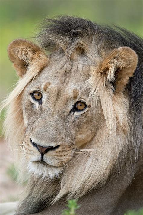 Male African Lion Portrait Photograph By Tony Camacho Fine Art America