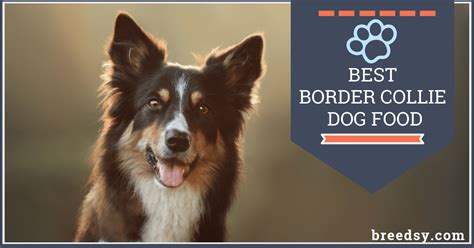 Unbiased dry dog food reviews all in whole dog journal magazine 6 Best Border Collie Dog Food Plus Top Brands for Puppies ...