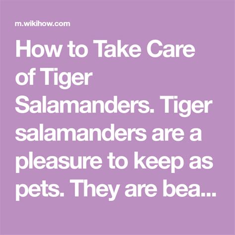 How To Take Care Of Tiger Salamanders Tiger Salamanders Are A Pleasure
