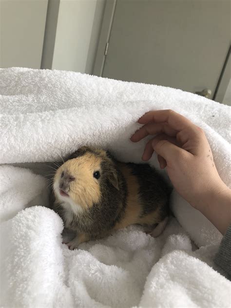 A Person Petting A Small Rodent On Top Of A White Blanket In A Room
