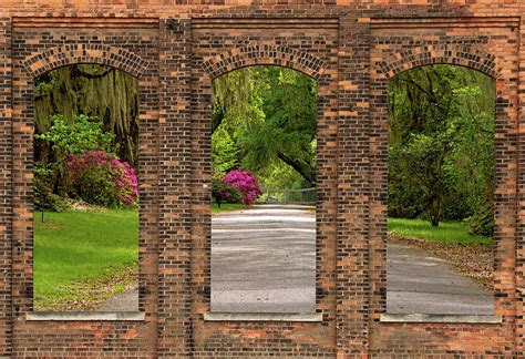 Magnolia Plantation Driveway Photograph By Tj Baccari Fine Art America