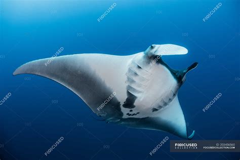 Giant Oceanic Manta Ray Revillagigedo Tamaulipas Mexico — Blue Sea