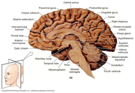 Midsagittal Diagram Of Human Brain Brain Diagram Human Brain Diagram