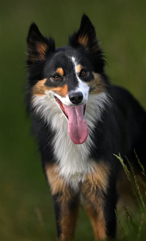 Find border collie in dogs & puppies for rehoming | find dogs and puppies locally for sale or adoption in ontario : Border Collie Tri Color Dog Photography | Border collie, Dog photography, Border collie dog