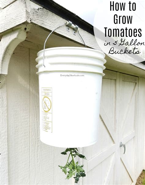 How To Grow Tomatoes In 5 Gallon Buckets Everyday Shortcuts