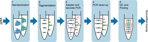 Schematic Of Library Preparation Workflow Download Scientific Diagram