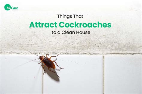 Common Things That Attract Cockroaches To Your House