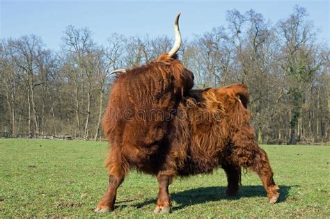 Highland Cattle Stock Image Image Of Brown Grass Cattle 67879603