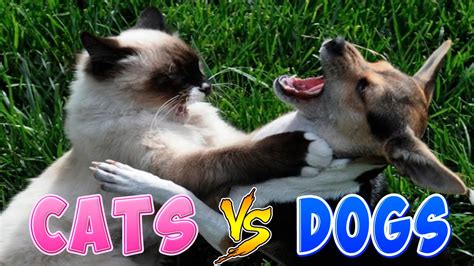 Funny Cats And Dogs Part 2 Funny Cats Vs Dogs Funny Animals