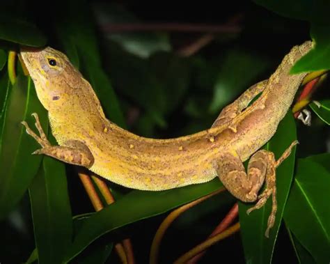 The Fascinating History Of Lizards Unveiling Earths Extraordinary