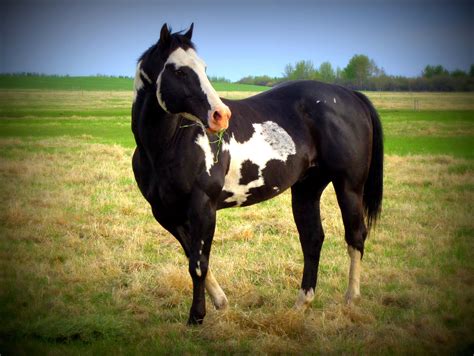 Our Black Overo Paint Stallion Yo Produces Solid Straight Good