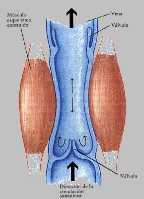 Sistema Venoso Anatomia Sexiz Pix
