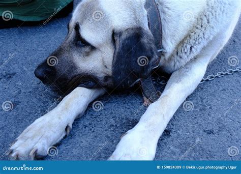 The Sivas Kangal Dog Turkey Pedigreed Breed Stock Image Image Of