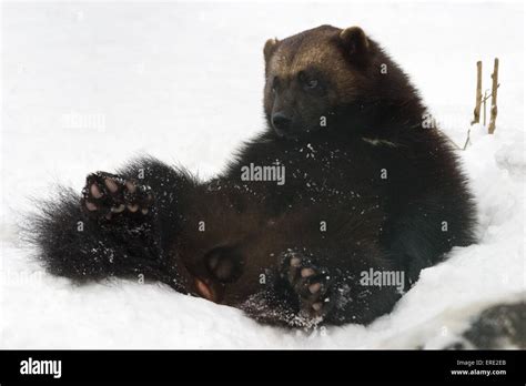Wolverine Animal With Prey Hi Res Stock Photography And Images Alamy