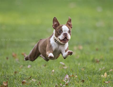 Are Boston Terriers Runners