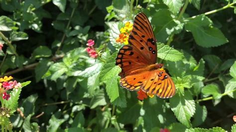 Beautiful Butterfly Flying Around In The Flowers Youtube