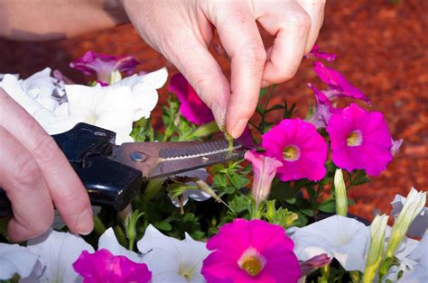 Why are the leaves on my hibiscus plant turning yellow and falling off? JeffCo Gardener: Deadhead Flowers for More Blooms by Carol ...