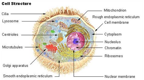 Human Physiology Cell Structure And Function