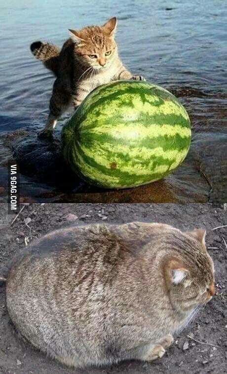 Just A Cat Eating A Watermelon 9gag