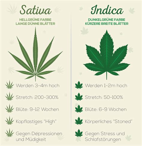 For example, indica may cause orthostatic hypotension, which is a form of low blood pressure that's worse when you stand up. Sativa vs. Indica - Unterschiede der Cannabis-Typen ...