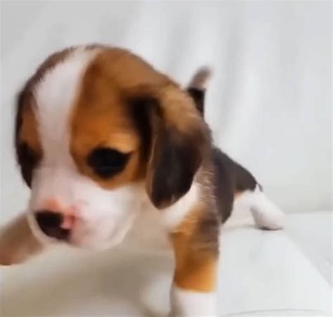26 Teeny Tiny Puppies Guaranteed To Make You Say A Artofit