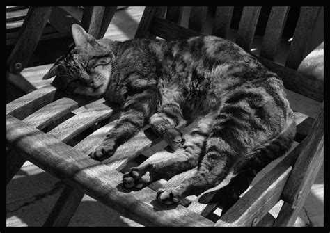 Old Tom relaxing in the shade. Cat Photo, Toms, Animals, Animales
