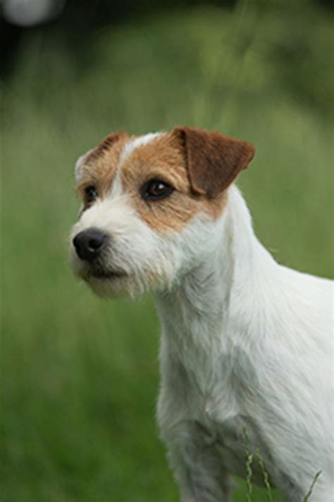 Pin On Jack Russell Terrier Und Parson Russell Terrier