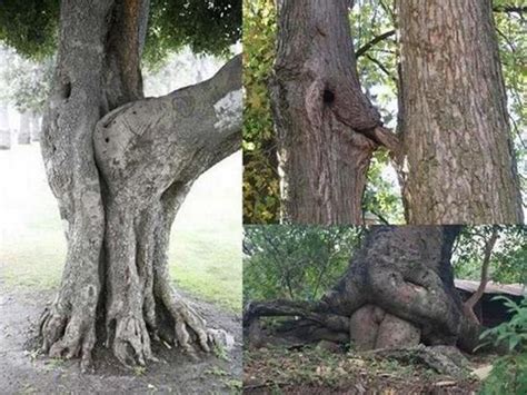 8 Hilarious Images Showing Some Of Mother Natures Most Unique Trees
