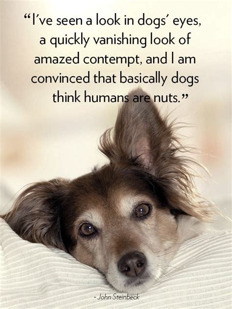 Sad Quotes About Dogs Quotesgram