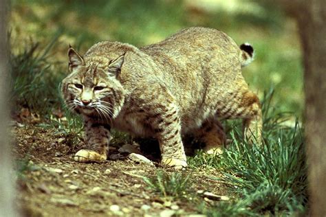 Like a cougar, it will cover the carcass remains and frequently return to feed on it. Illinois bobcat season: Some tweaks in place, and some ...