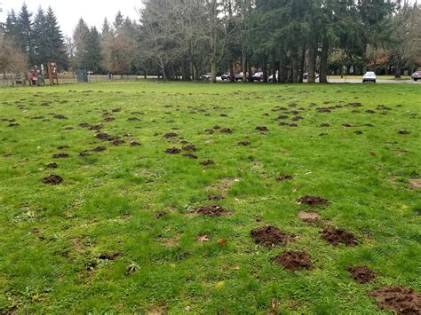 No chemicals, just pure kiln dried beautiful white birch, with a paperboard firestarter, with its patent pending design, delivers a great fire and an instant good time. The park near me seems to have a mole problem. This is ...