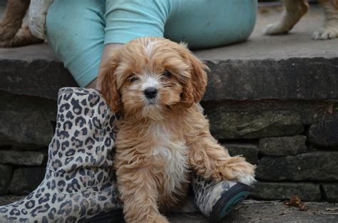 Breeders have been succeeding in reducing pra within cavapoo bloodlines. Cavapoo Puppies Ny State - Puppy And Pets