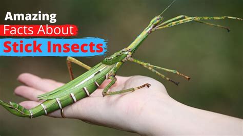 10 Amazing Facts About Stick Insects Youtube