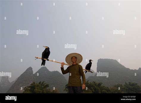 Cormorant Fisherman Xin Pin Li River Guangxi S China Stock Photo Alamy