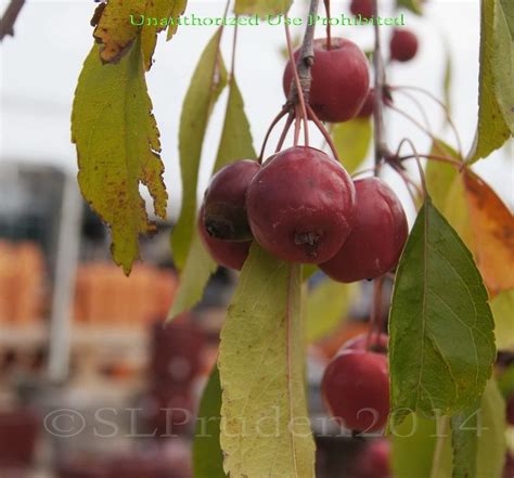Plantfiles Pictures Malus Flowering Crabapple Red Jade Malus By