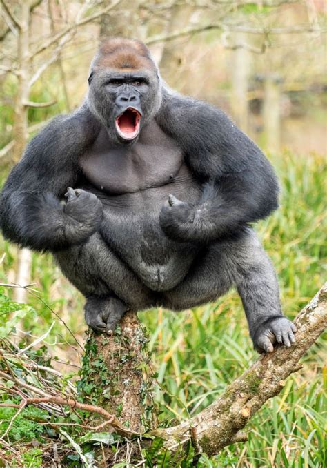This Gorilla Is 28 Stone Of Muscle And He Wants To Fight You Metro News