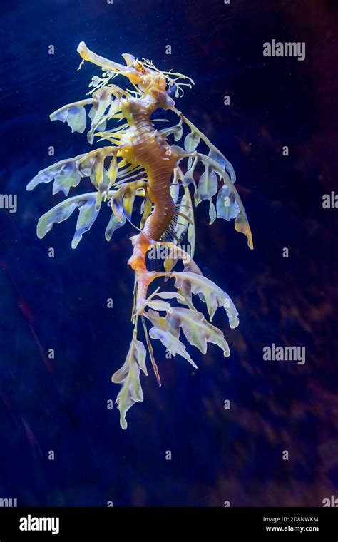 Leafy Sea Dragon Phycodurus Eques The Leaf Like Protrusions Serve As