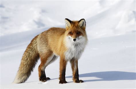 Red Fox Habitat Places Where These Cunning Carnivorans Live Animal Sake