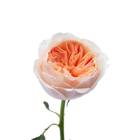Peach Juliet Garden Roses Erminia Prado
