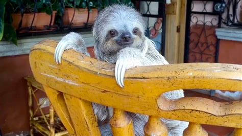 Watch Orphan Baby Sloths Learn To Climb On Rocking Chairs