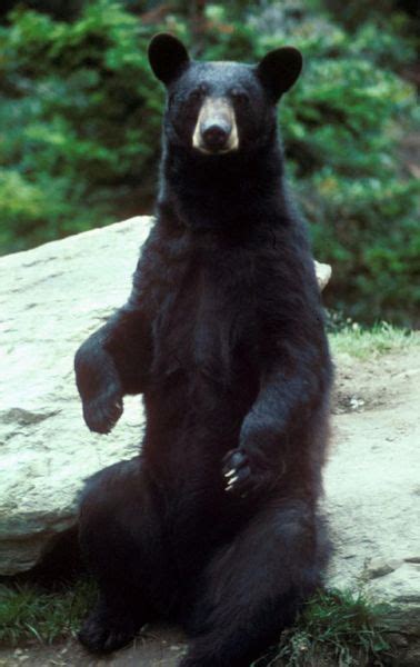 Animals Of The World American Black Bear