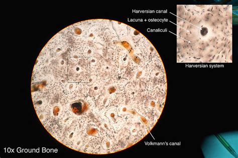63c Microscopic Anatomy Of Bone Medicine Libretexts