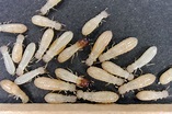 What Types of Termites Live in Alabama? - Vulcan Termite & Pest Control