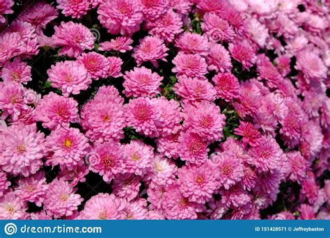 Blooming Common Pink Chrysanthemum In Our Path Stock Image Image Of